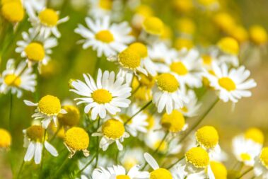 header_05-379x253 Test