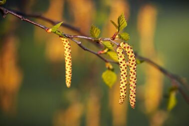 header_16-379x253 Test