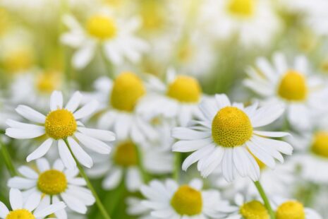header_21-465x310 Home - 2021